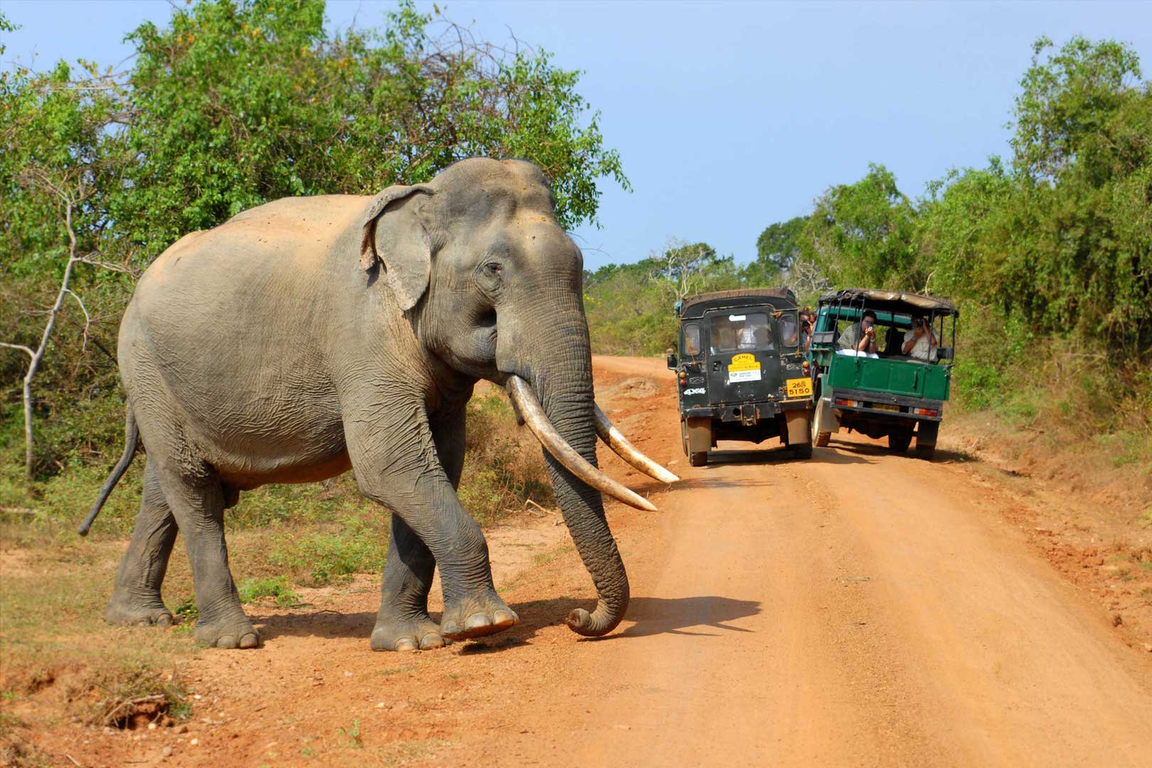 Wild Elephants Safari – Sri Lankan Tour Guides