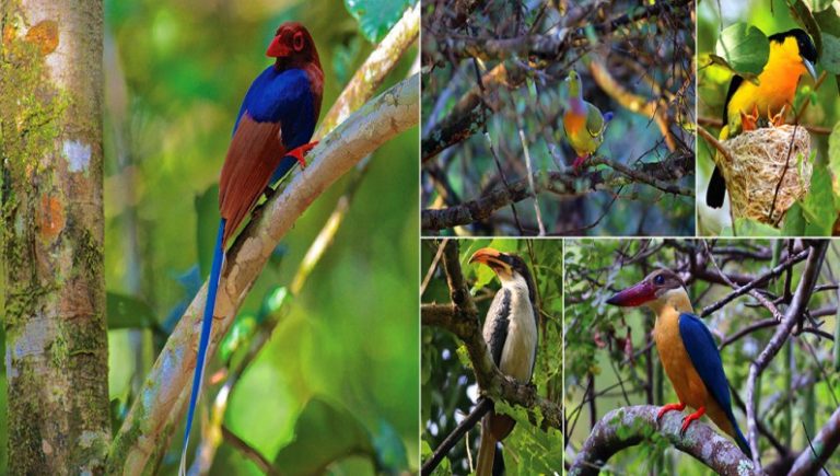 Bird Watching – Sri Lankan Tour Guides